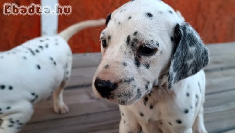 Dalmata kiskutyák