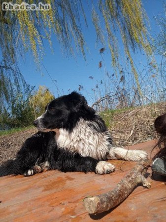 Ingyen elvihető 6 éves  border collie kan