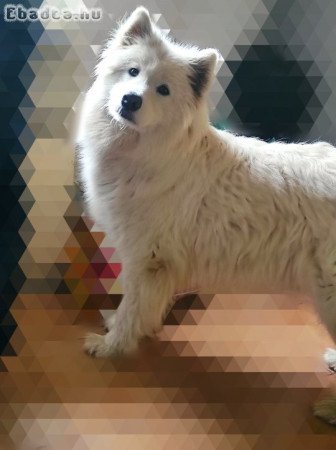 Samoyed szuka sürgősen