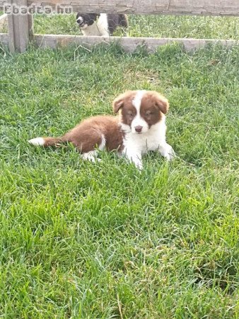 Border collie kiskutyák