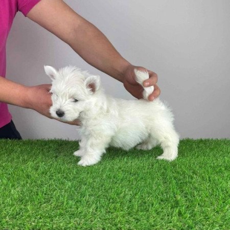 Westie West Highland White terrier