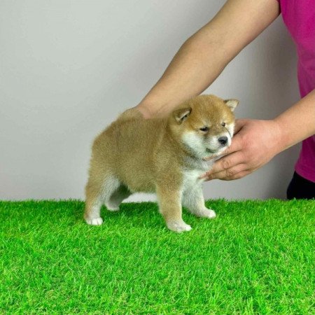 Shiba Inu