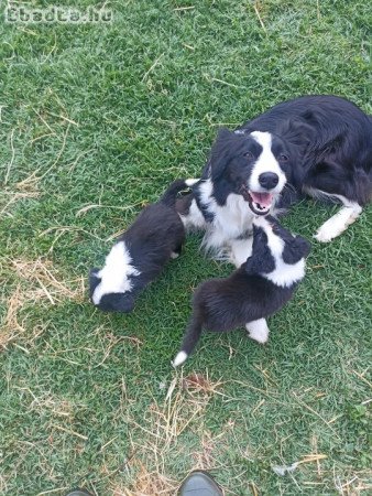 Border collie kiskutyák