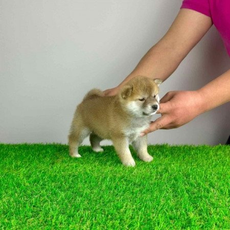 Shiba Inu