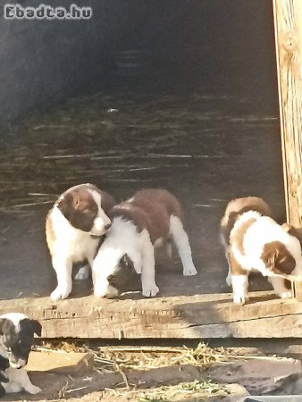 Border collie kiskutyák