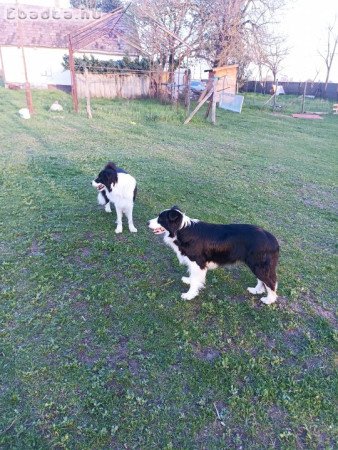 Border collie kiskutyák