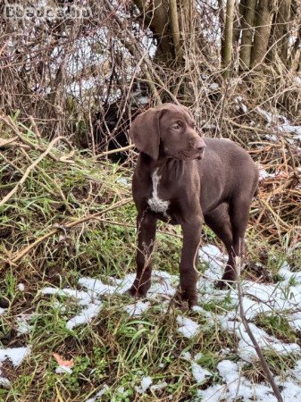 Eladó német vizsla kölyök