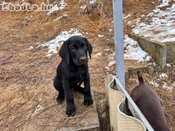 Eladó német vizsla kölyök