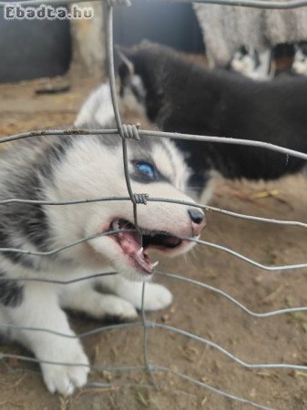 Szibériai Husky kiskutyák költöznének