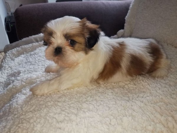 Shih Tzu