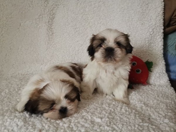 Shih Tzu