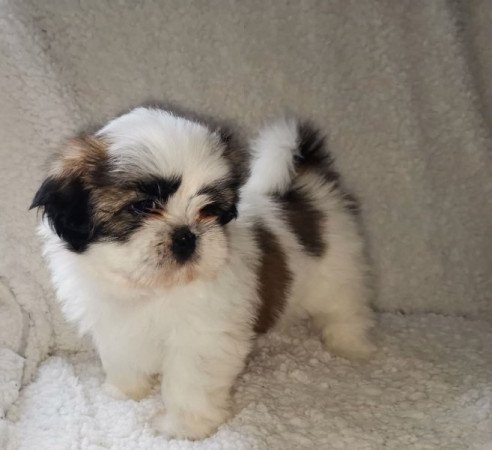 Shih Tzu