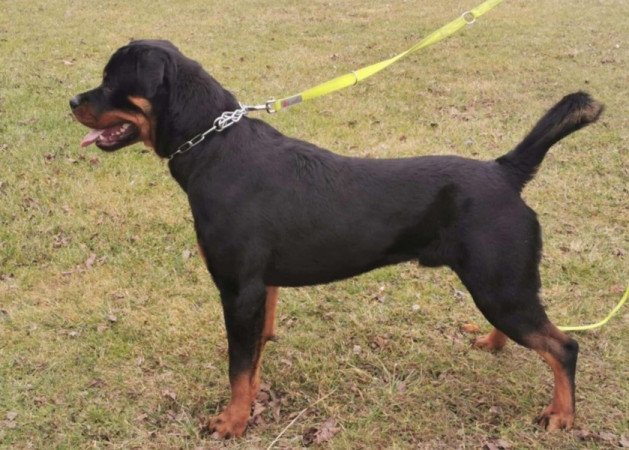 Rottweiler