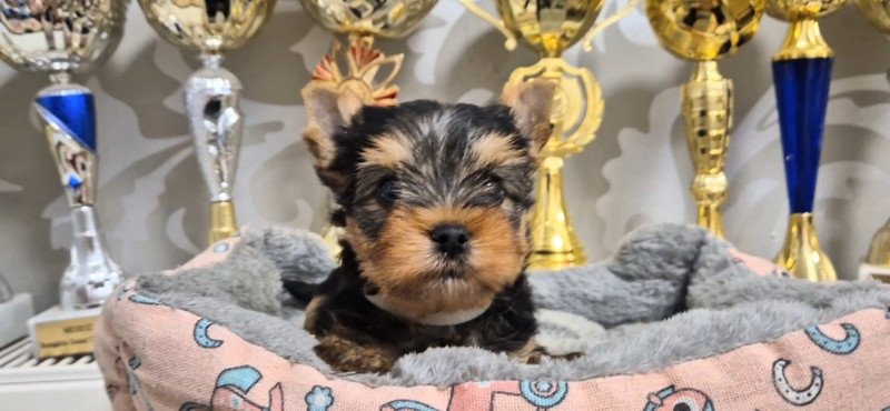 Yorkshire terrier