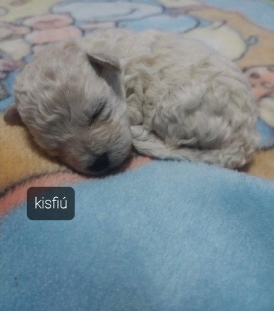 Bichon havanese