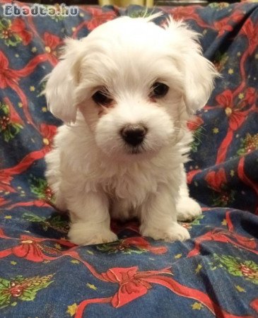 Coton de Tulear puppies for sale