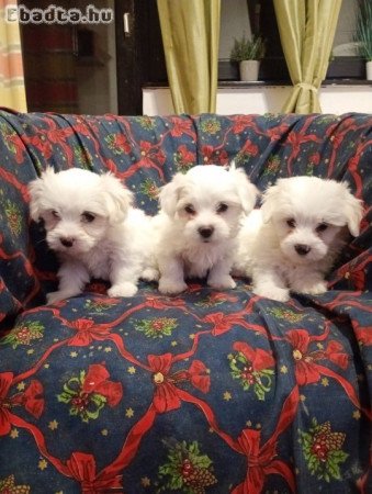 Coton de Tulear puppies for sale