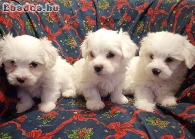 Coton de Tulear puppies for sale