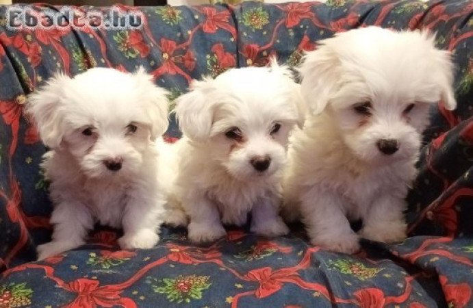 Coton de Tulear puppies for sale