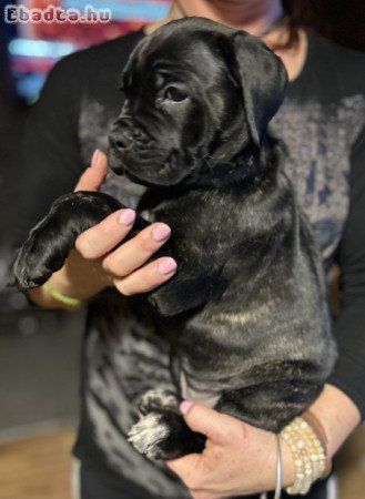 Törzskönyves Cane Corso kiskutya