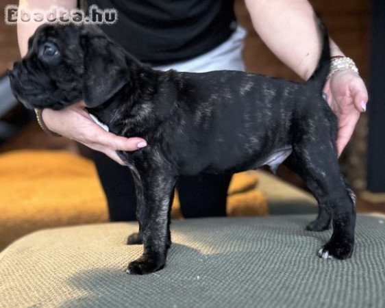 Törzskönyves Cane Corso kiskutya