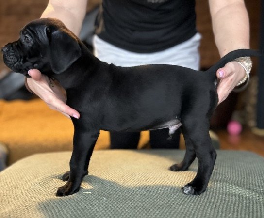 Cane Corso