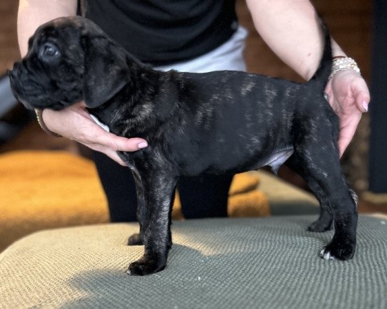 Cane Corso