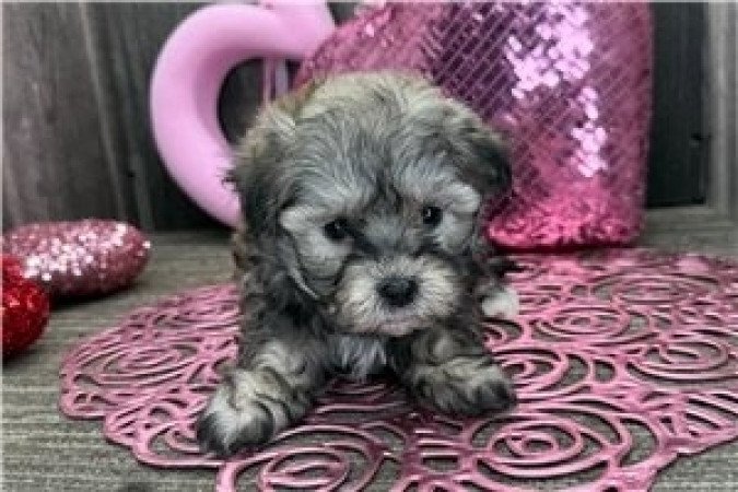 Bishon Havanese