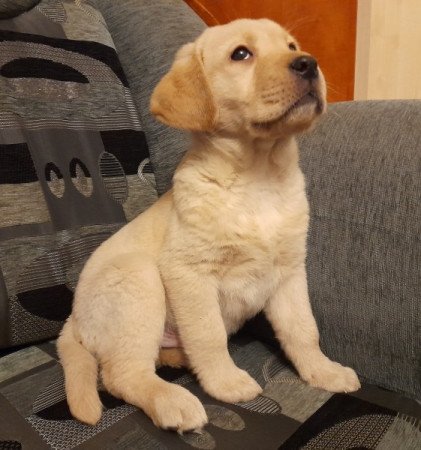 Labrador