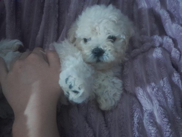 Bichon Bolognesse