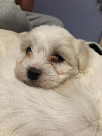 Bichon Havanese