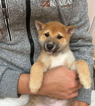 Shiba inu