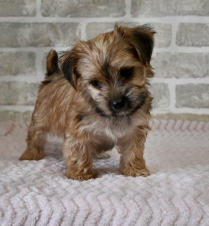 Yorki-Havanese