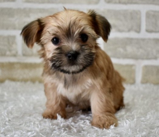 Yorki-Havanese