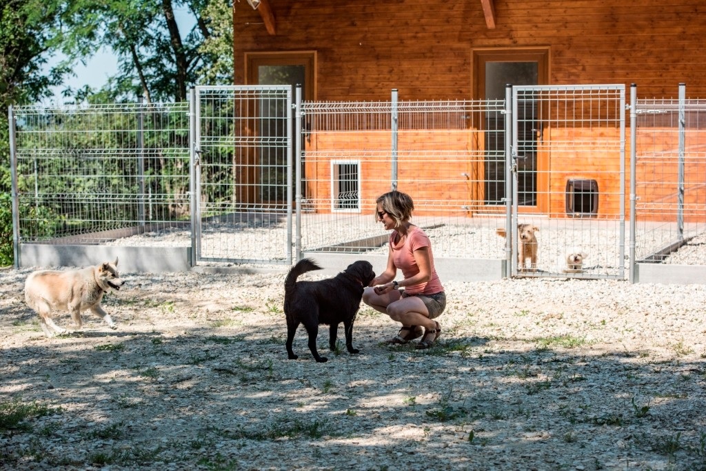 Pet Resort Kutya és Macska Panzió