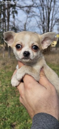 Chihuahua puppies