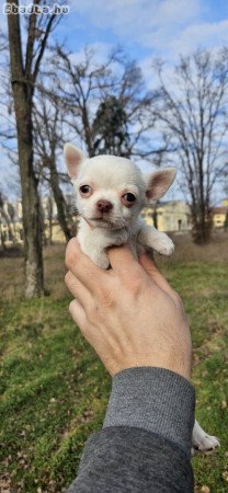 Chihuahua puppies