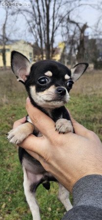 Chihuahua puppies