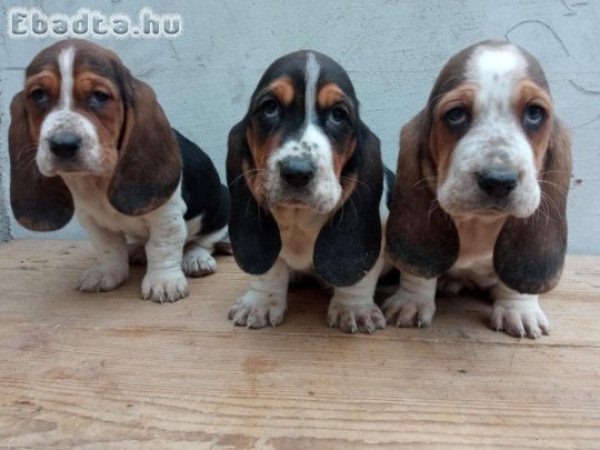 basset hound kölykök