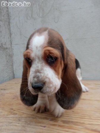 basset hound kölykök