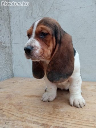 basset hound kölykök