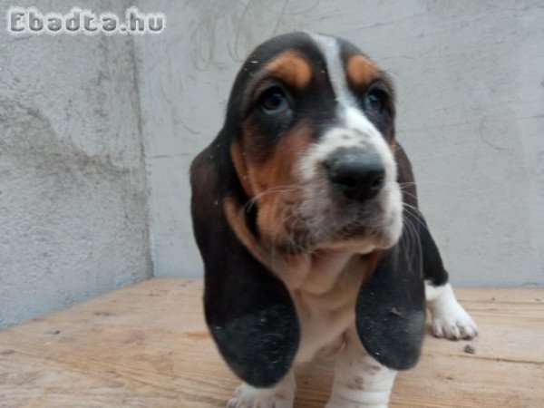 basset hound kölykök