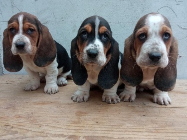 basset hound