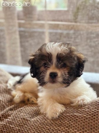 Havanese Baba