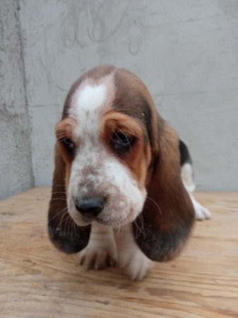 basset hound