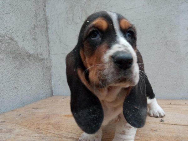 basset hound