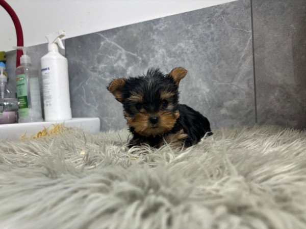 Yorkshire terrier