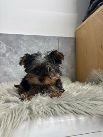 Yorkshire terrier