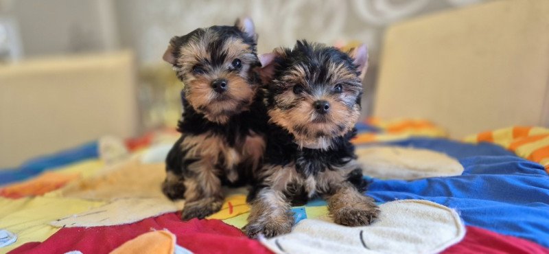 Yorkshire terrier