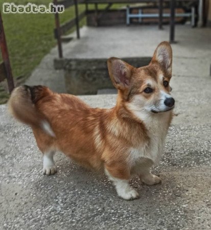 CORGI- puppies for sale.